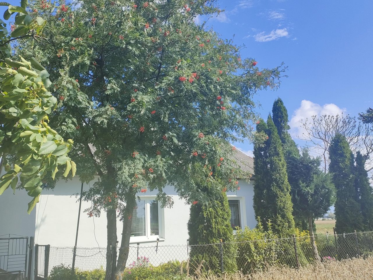 gospodarstwo, 2 pokoje Raszewo Włościańskie. Zdjęcie 2