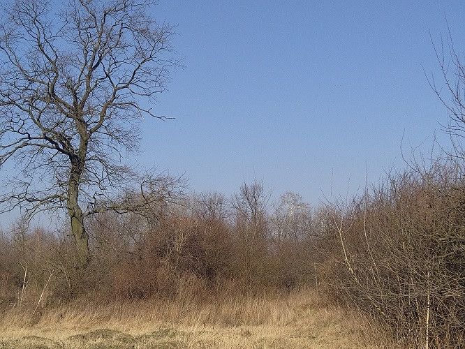 Działka rolna Czersk, ul. Gródź. Zdjęcie 2