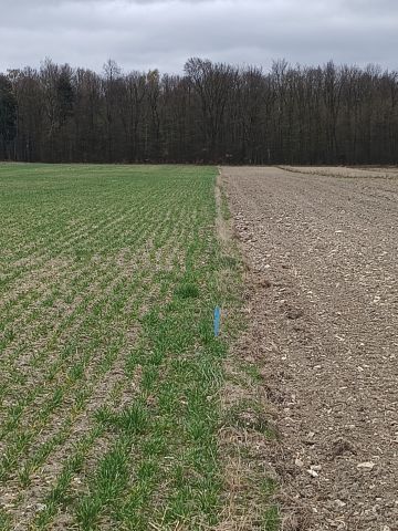 Działka rolno-budowlana Grązów. Zdjęcie 1