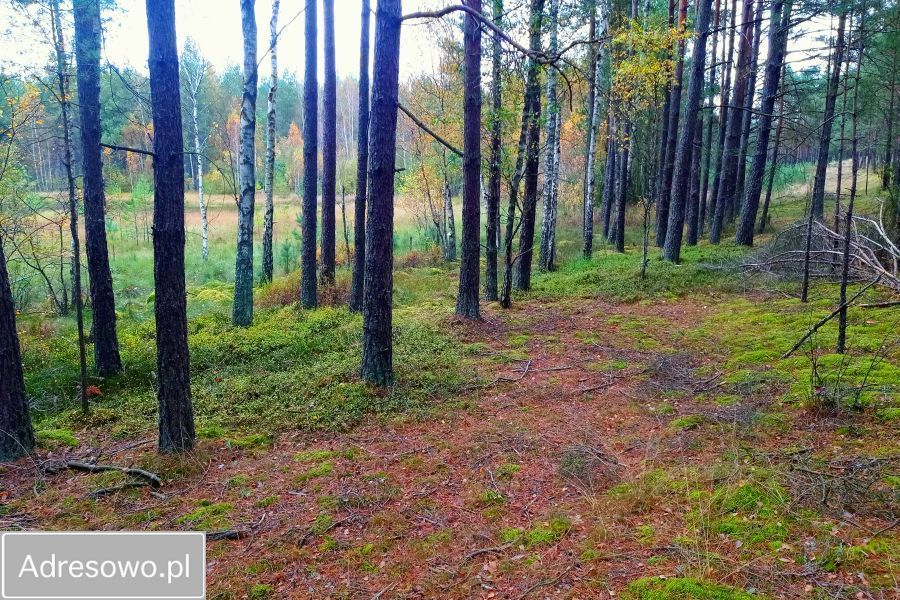 Działka leśna Zielona Chocina. Zdjęcie 7