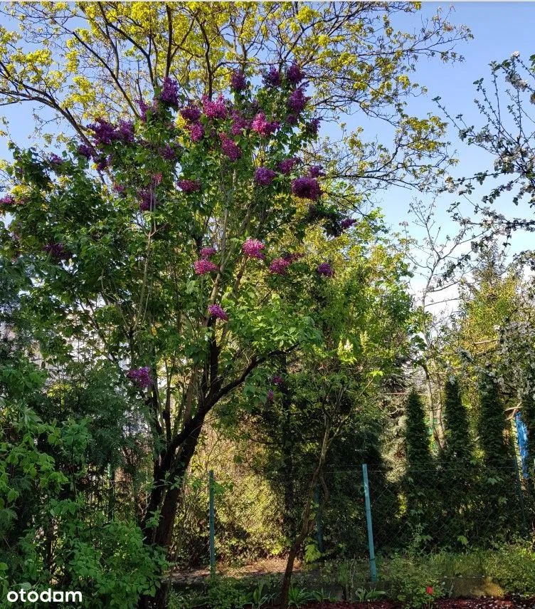 Działka rod Warszawa Śródmieście