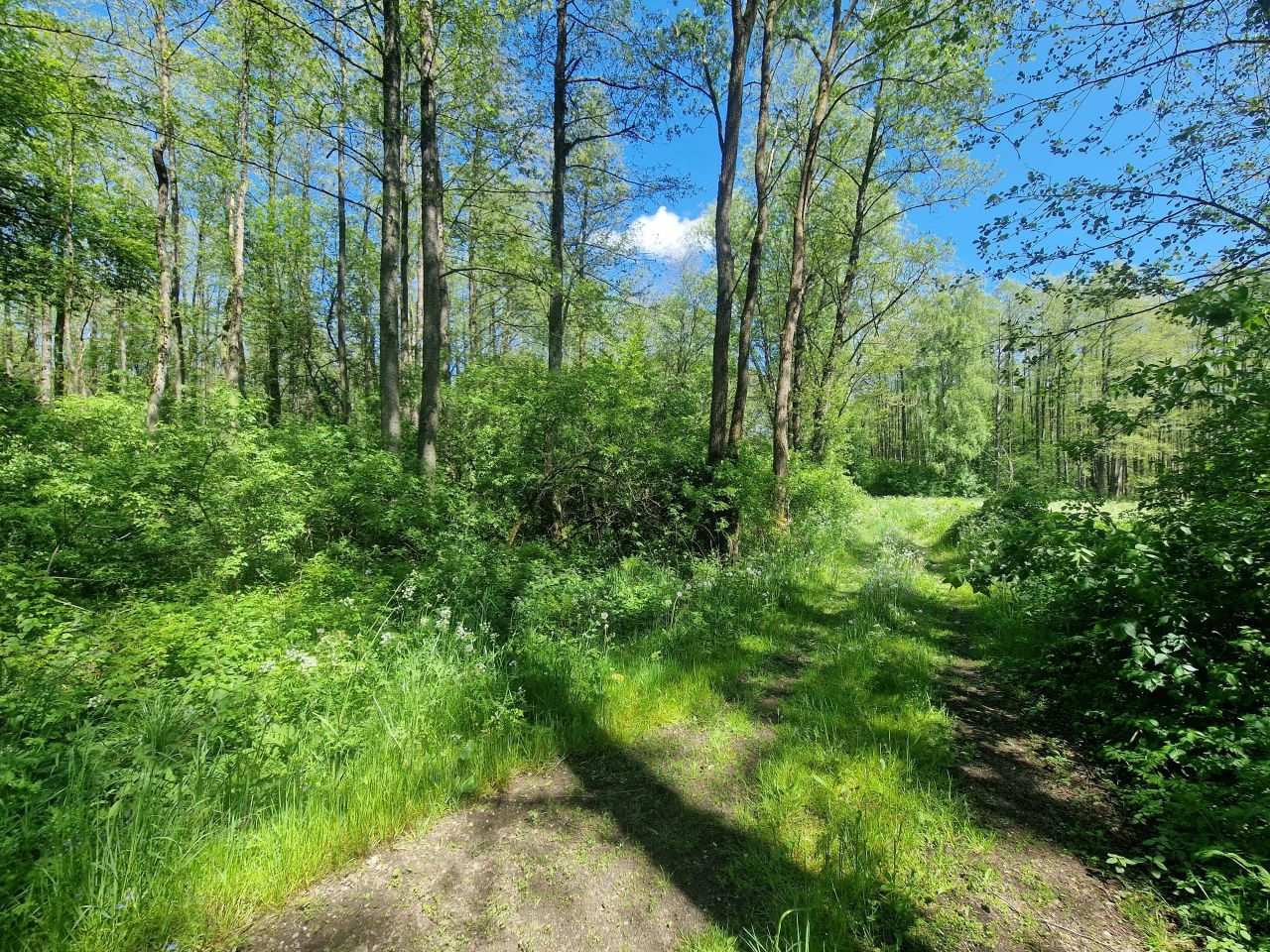 Działka inwestycyjna Malesowizna. Zdjęcie 11