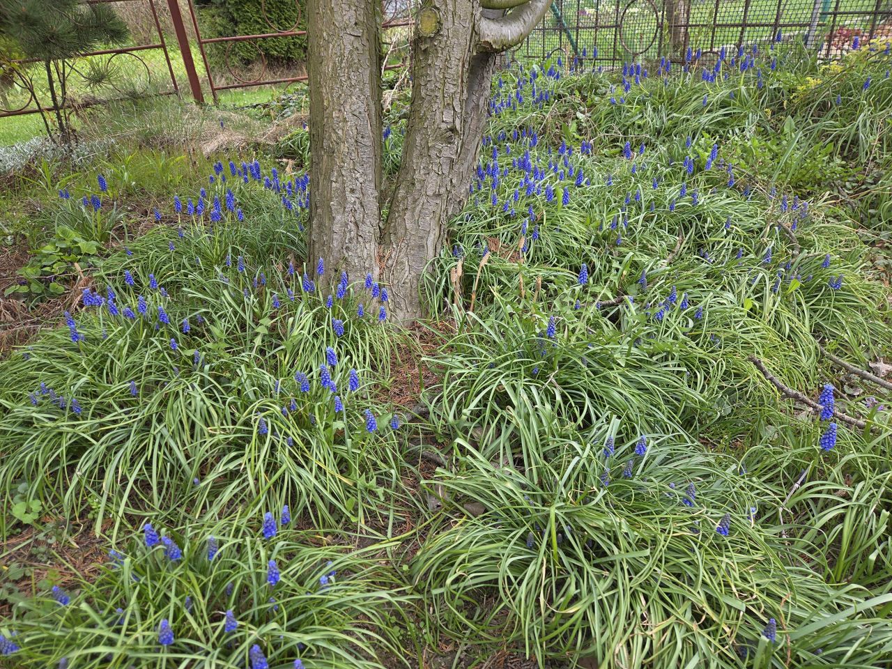 Działka rod Bielsko-Biała Lipnik, ul. Łąkowa. Zdjęcie 13
