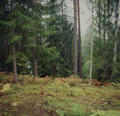 Działka budowlana Purda. Zdjęcie 1