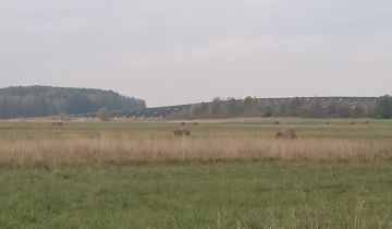 Działka rekreacyjna Kotuń