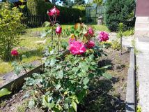 Działka rod Tychy. Zdjęcie 1