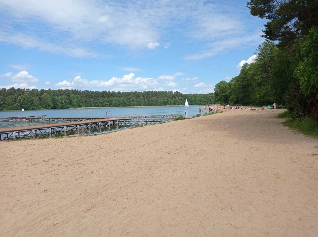 Działka leśna Borsk. Zdjęcie 5