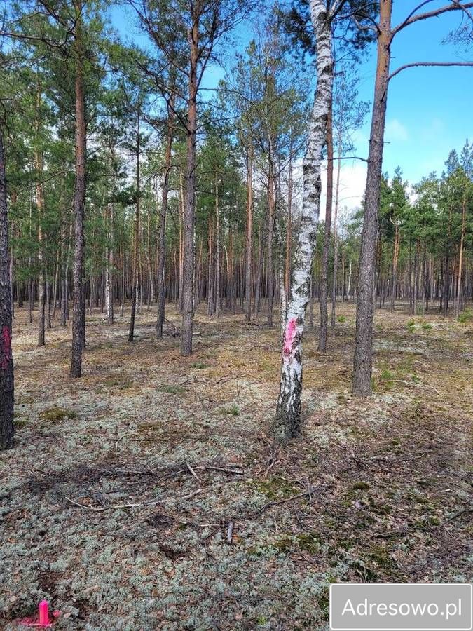 Działka leśna Łaz. Zdjęcie 3