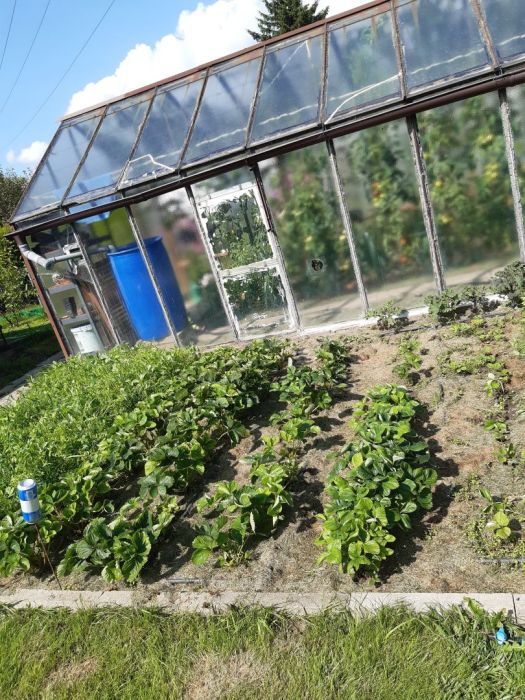 Działka rod Gdynia Oksywie, ul. Zielona. Zdjęcie 17