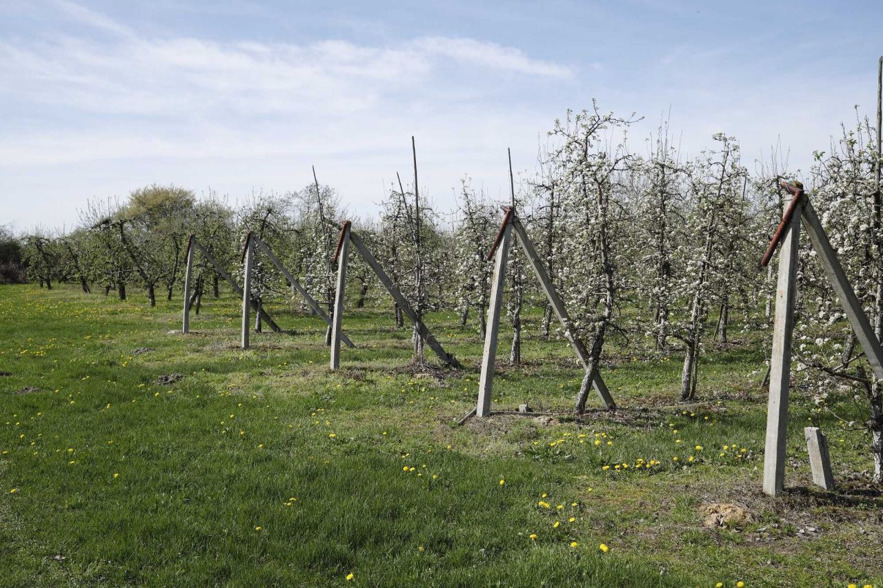 Działka rolna Coniew. Zdjęcie 6