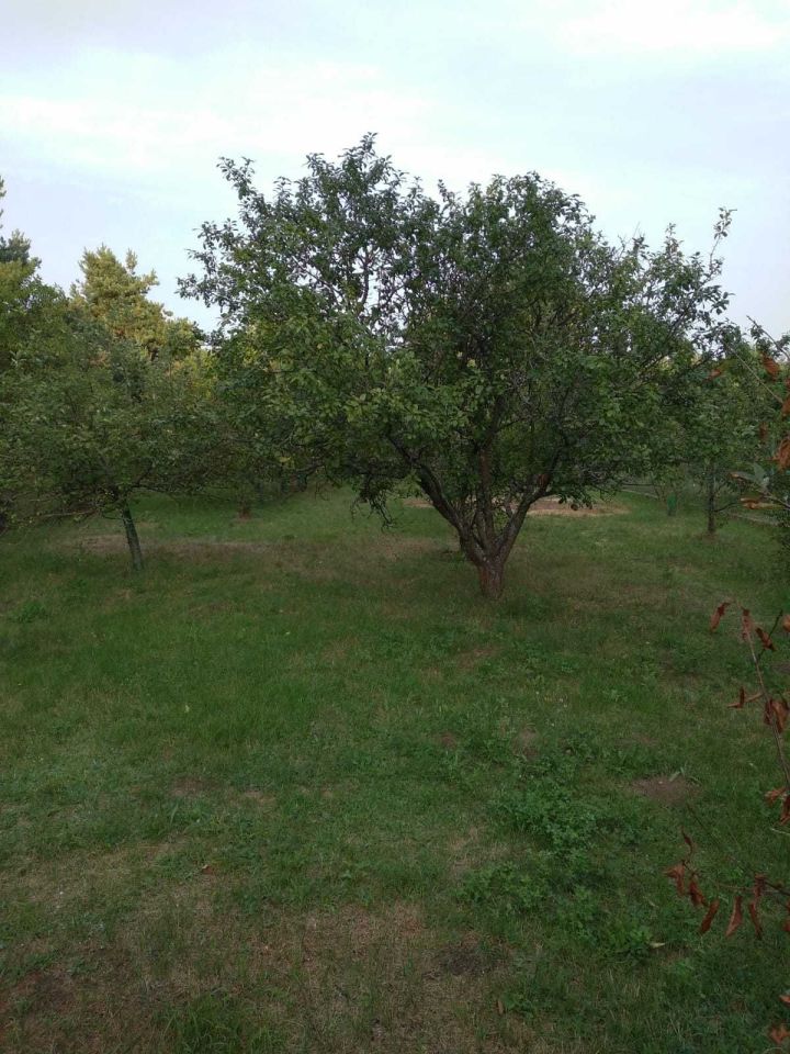 bliźniak Klusek. Zdjęcie 2