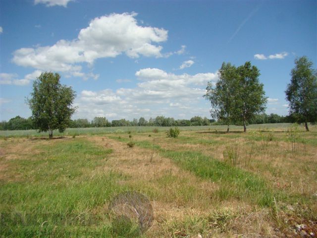 Działka budowlana Stara Dąbrowa. Zdjęcie 6