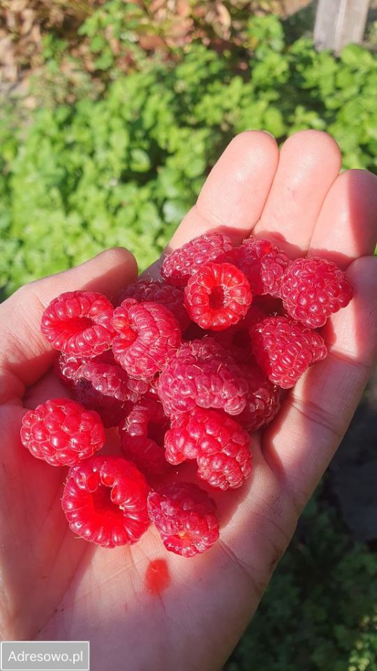 Działka rod Szczecin Śródmieście. Zdjęcie 8