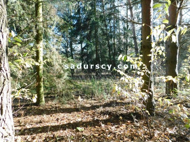 Działka budowlana Biały Ług. Zdjęcie 10