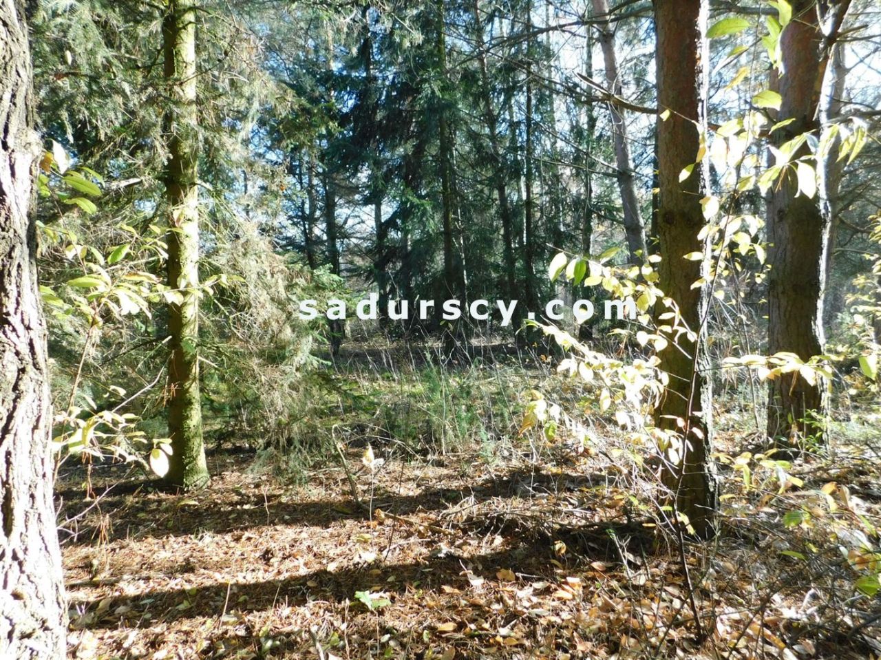 Działka budowlana Biały Ług. Zdjęcie 10