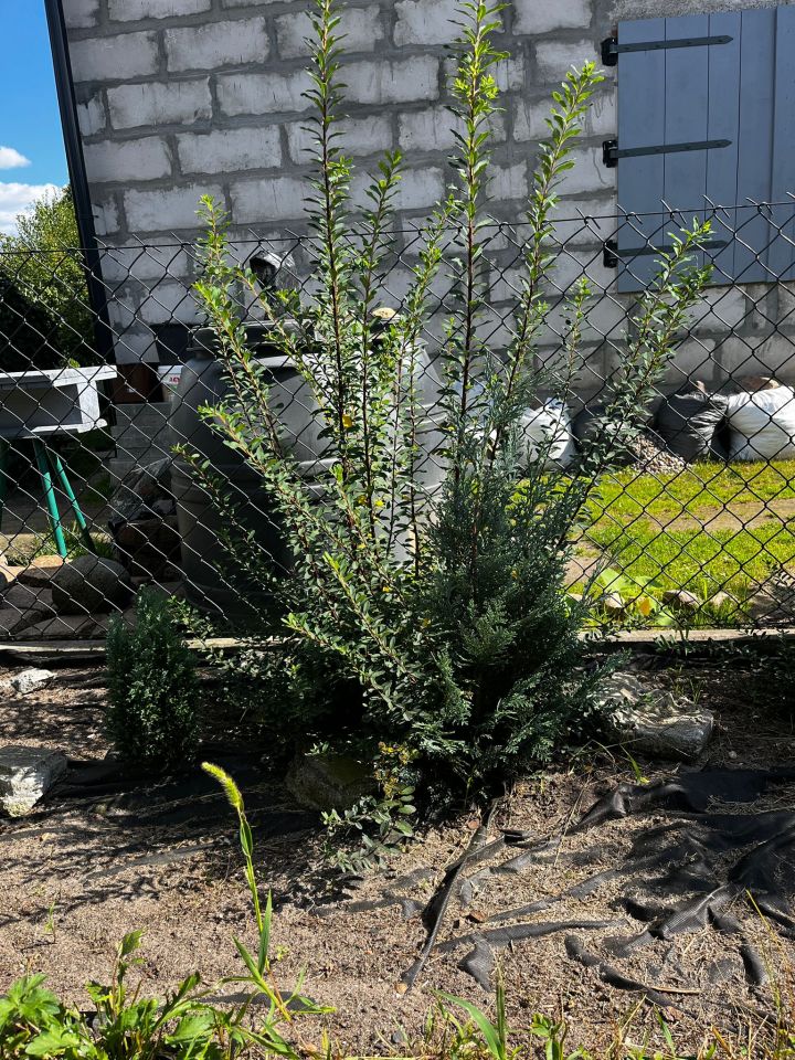 Działka rod Poznań Krzesiny, ul. Jarosławska. Zdjęcie 9