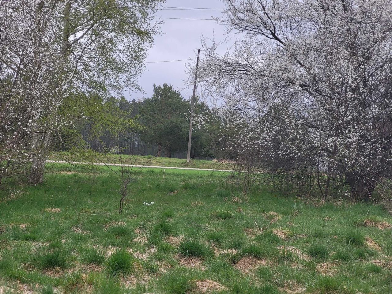 Działka siedliskowa Tomaryny. Zdjęcie 1