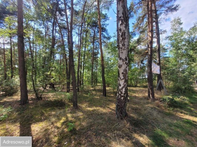 Działka leśna Księże Młyny. Zdjęcie 1
