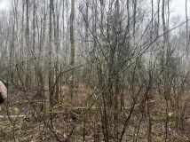 Działka leśna Krosno. Zdjęcie 3