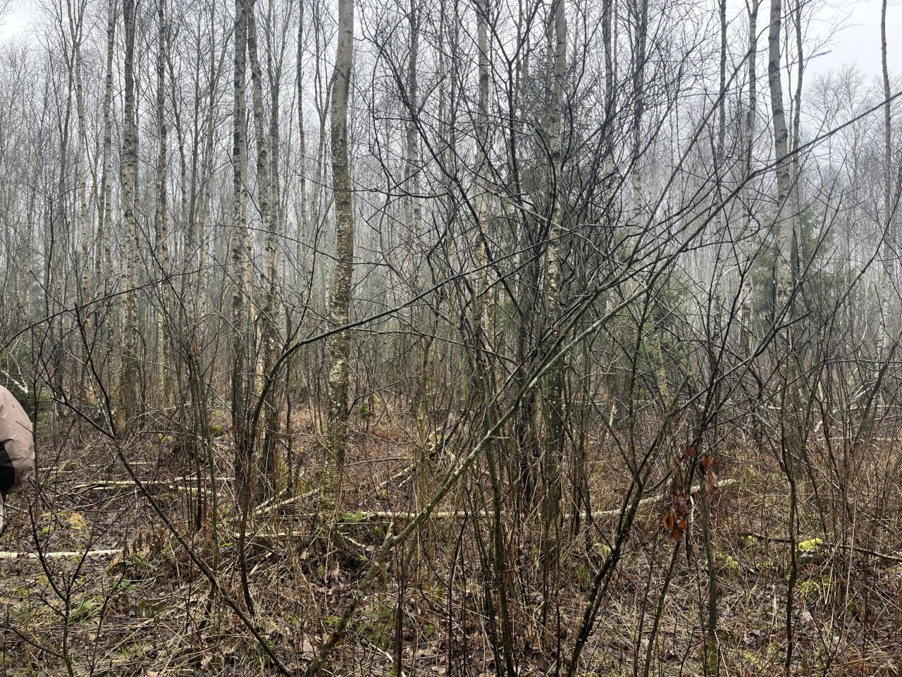 Działka leśna Łazy Małe. Zdjęcie 4