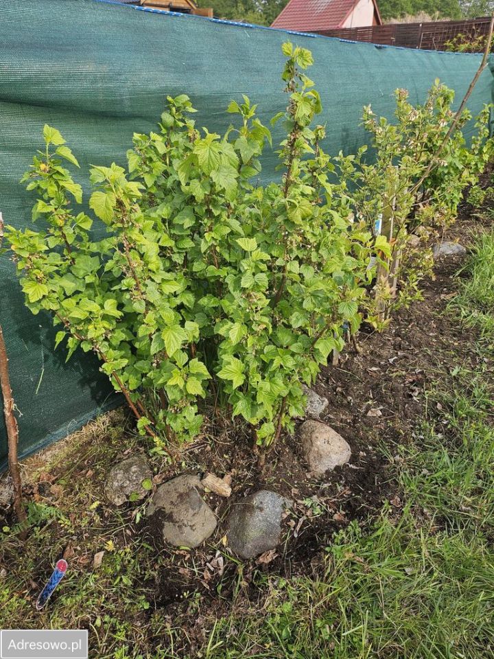 Działka rod Dębostrów. Zdjęcie 8