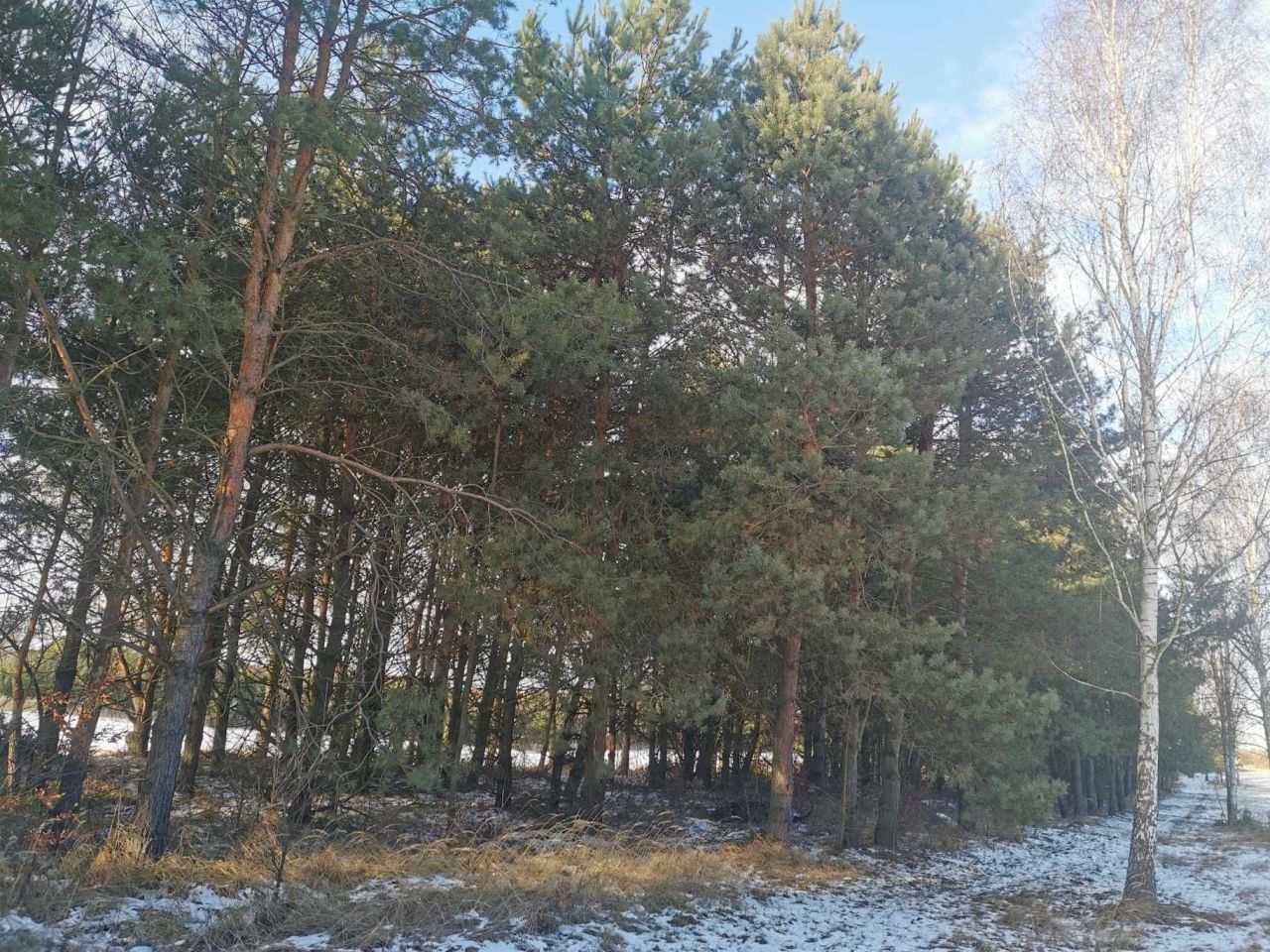 Działka leśna Nowy Jasieniec Iłżecki. Zdjęcie 4