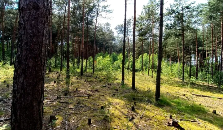 Działka leśna Białowieża