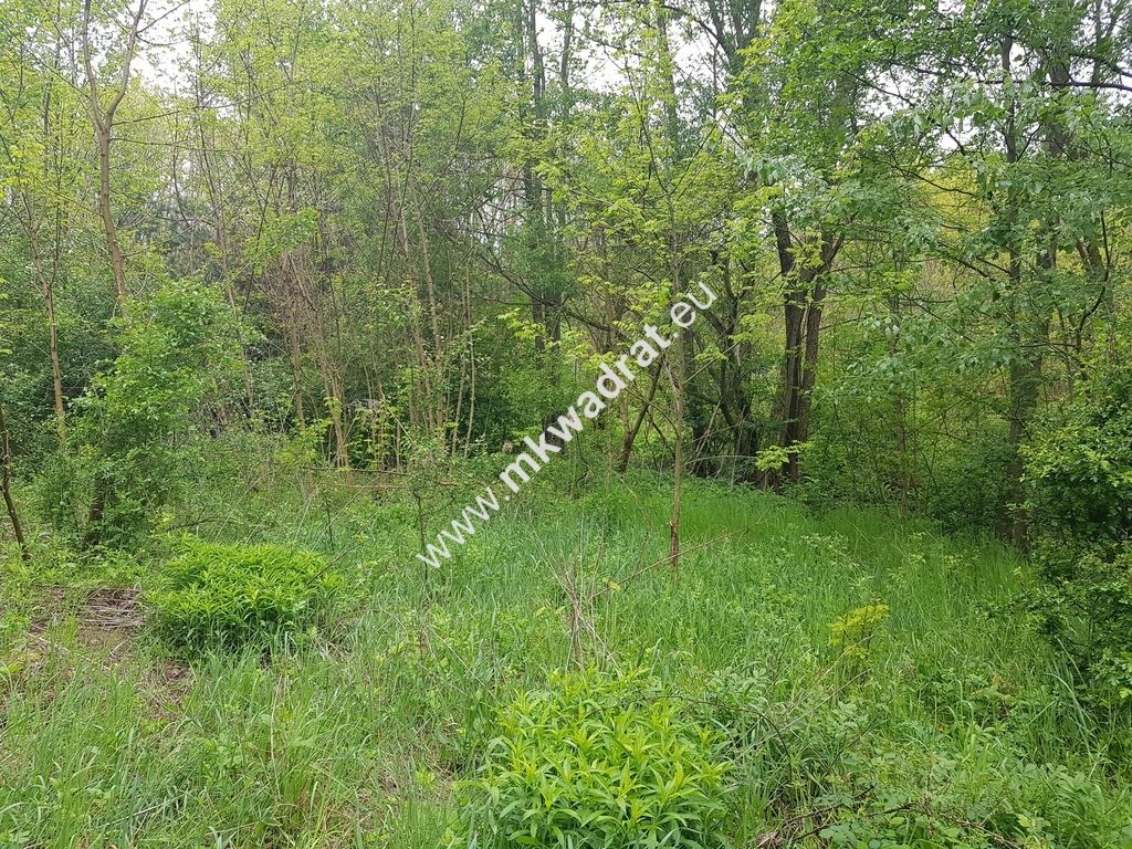 Działka rolna Korabiewice. Zdjęcie 1