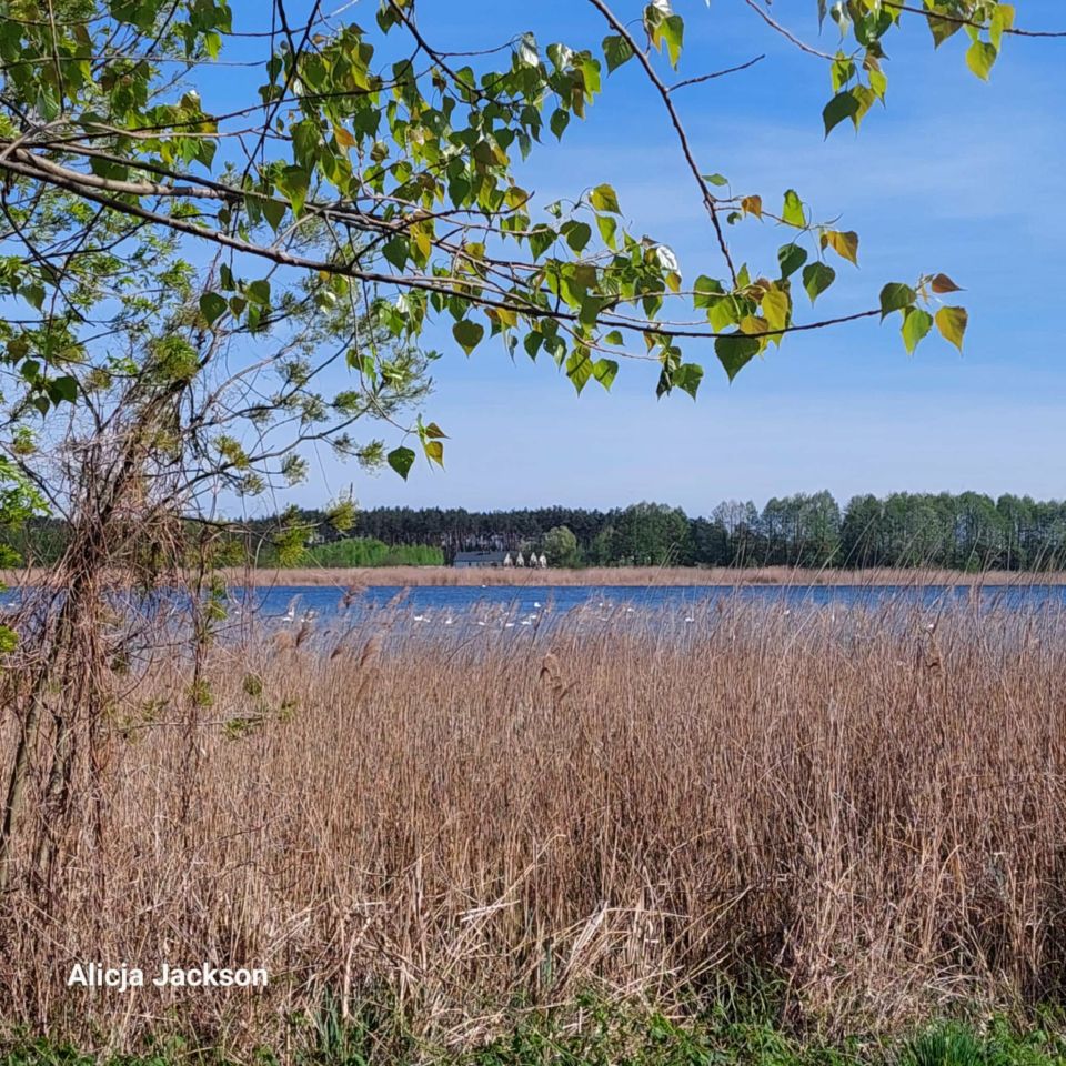 Działka budowlana Skępe Wymyślin, Kwiatowa. Zdjęcie 1