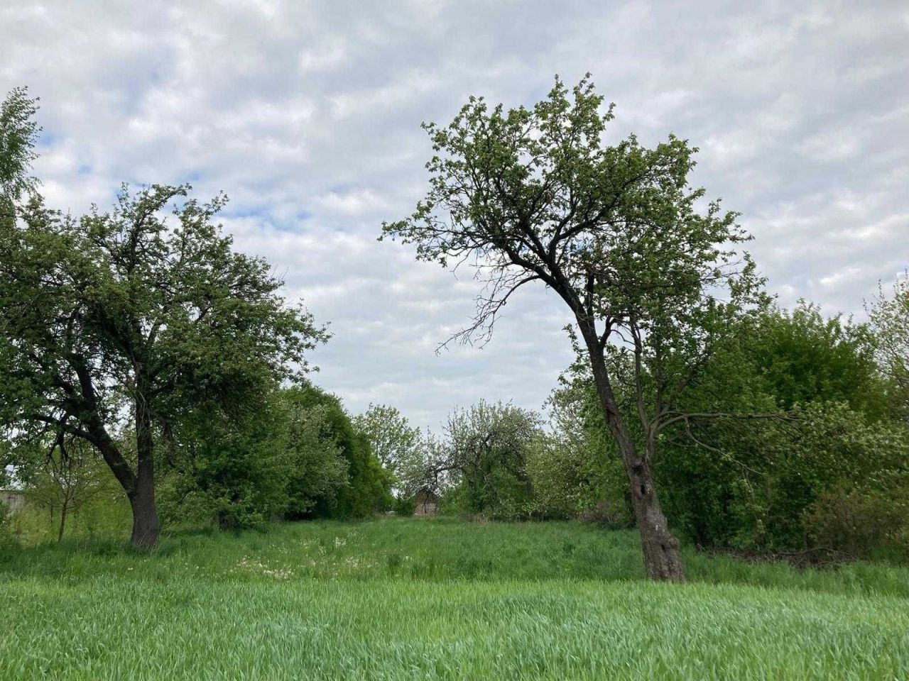 Działka rolno-budowlana Prusinowice. Zdjęcie 4