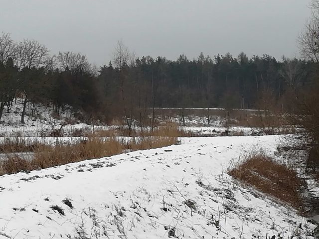 Działka rolno-budowlana Szumsko-Kolonie. Zdjęcie 1