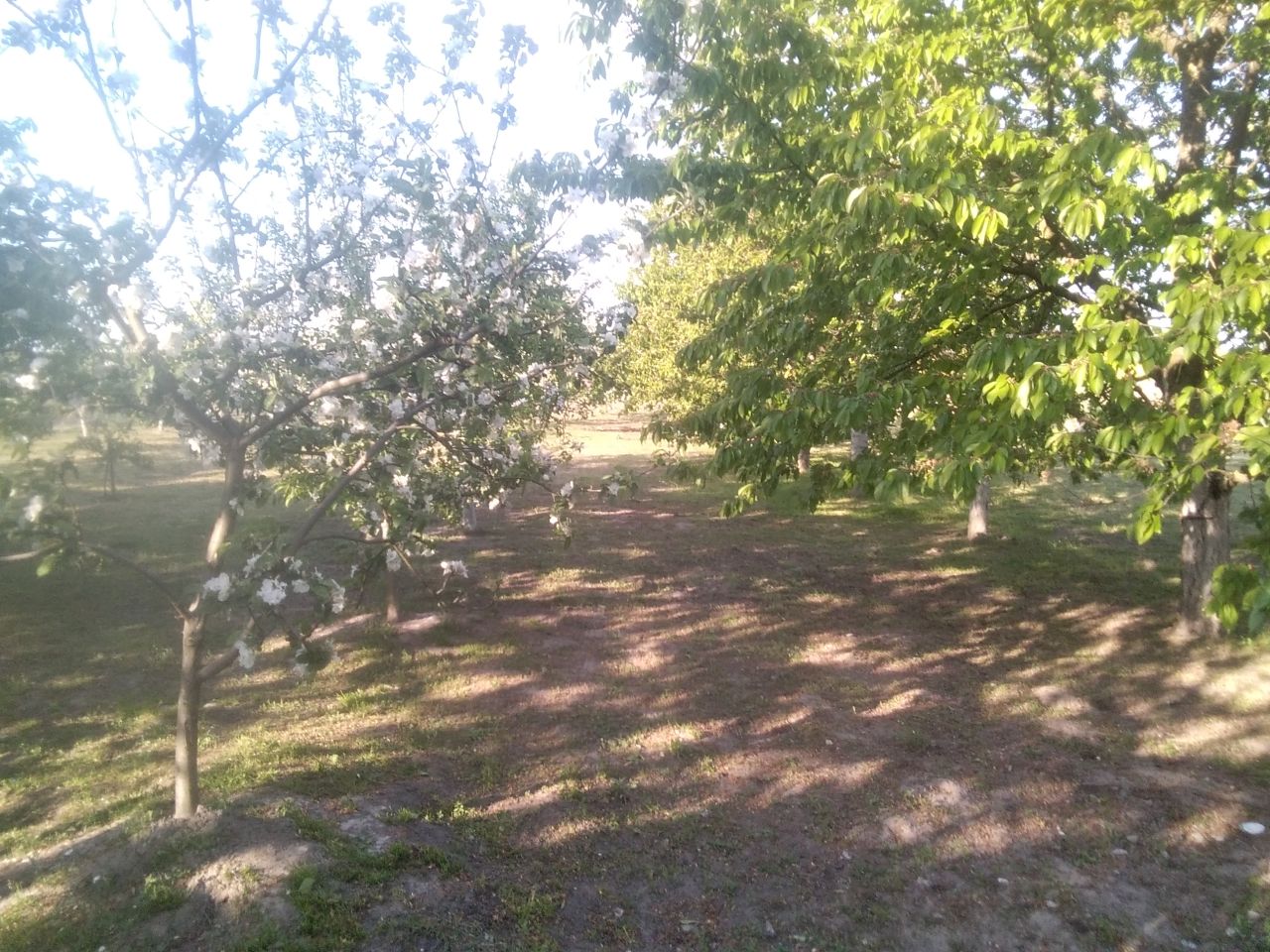 gospodarstwo, 4 pokoje Helenów. Zdjęcie 15