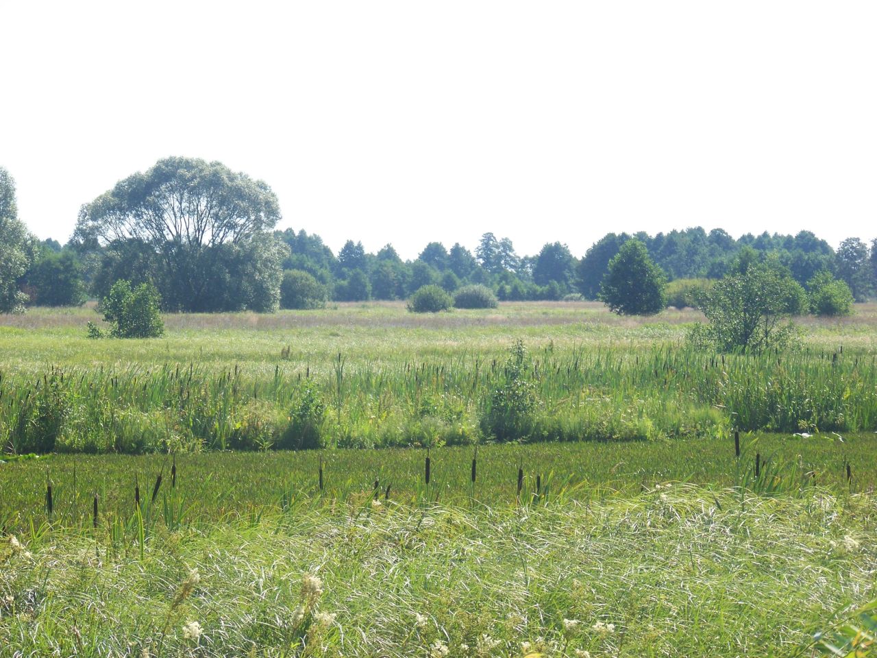 Działka rolna Morzyczyn Włościański. Zdjęcie 3