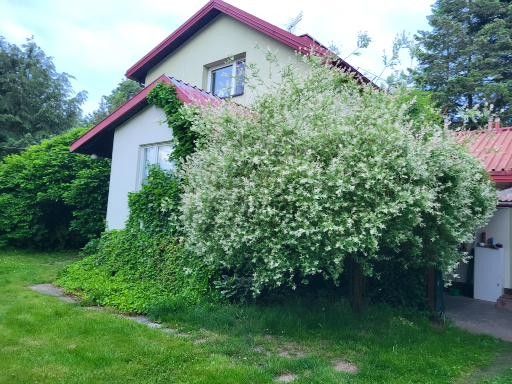 budynek wielorodzinny, 6 pokoi Jasienin Duży. Zdjęcie 7