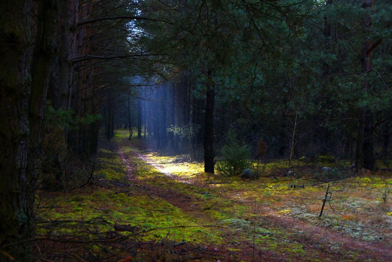 Działka leśna Turna Duża. Zdjęcie 8