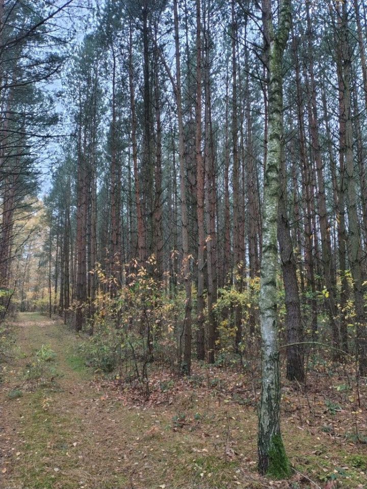 Działka leśna Dobków. Zdjęcie 8