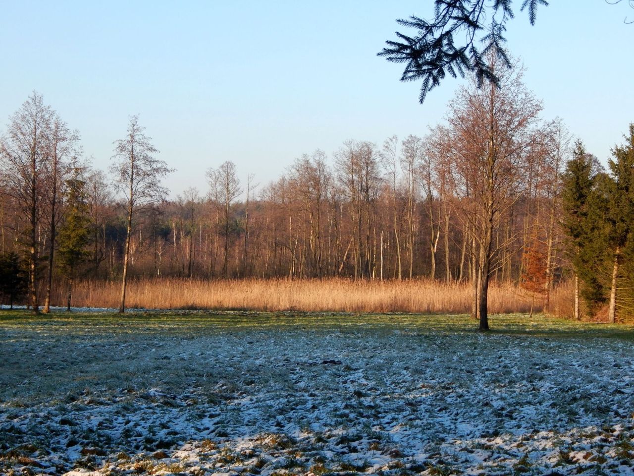 Działka siedliskowa Grzegorzewice, ul. Pałacowa. Zdjęcie 16