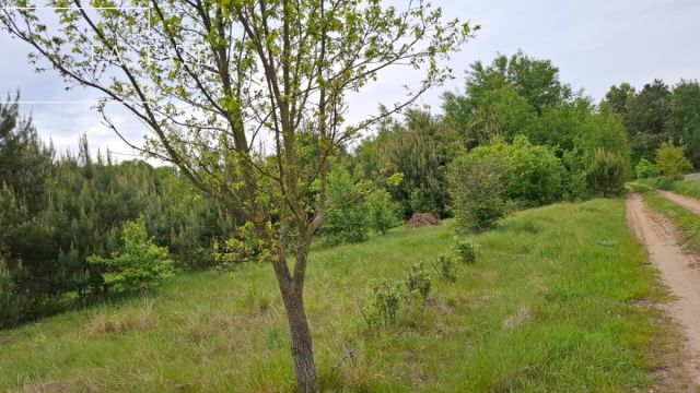 Działka inwestycyjna Myrcha. Zdjęcie 5