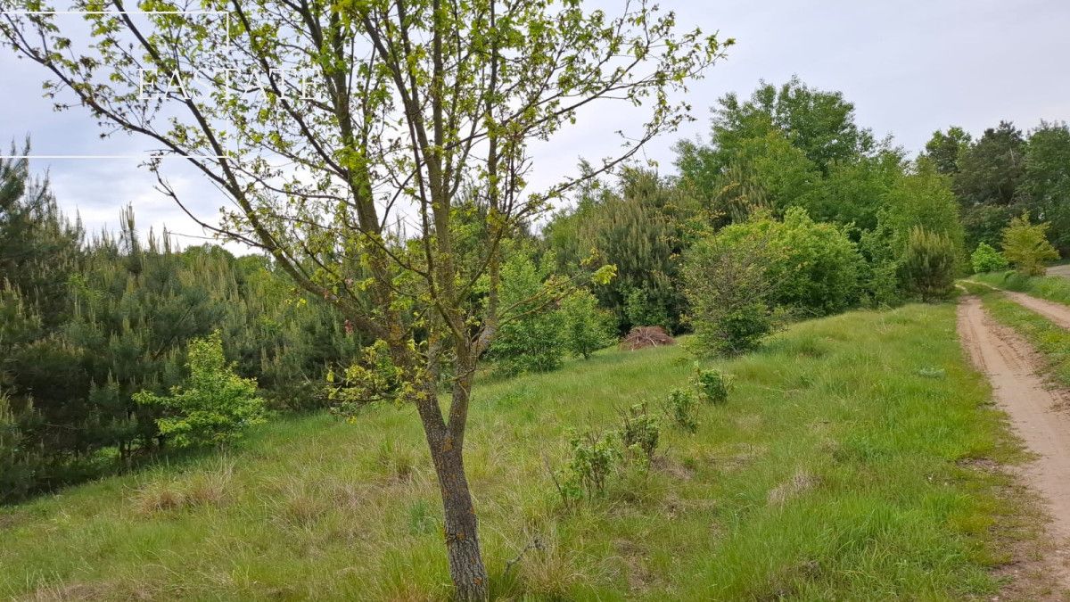 Działka inwestycyjna Myrcha. Zdjęcie 5