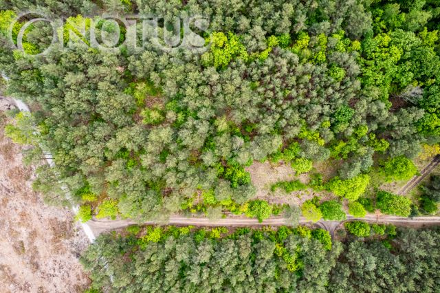 Działka budowlana Radziejowice, ul. Do Lasu. Zdjęcie 9