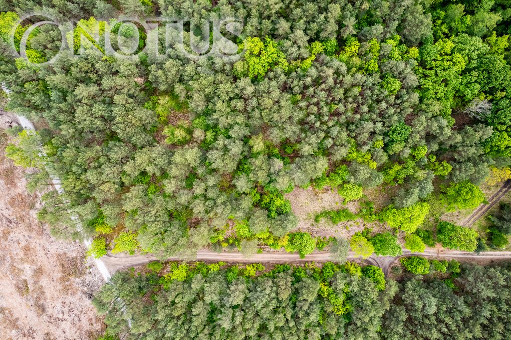 Działka budowlana Radziejowice, ul. Do Lasu. Zdjęcie 9