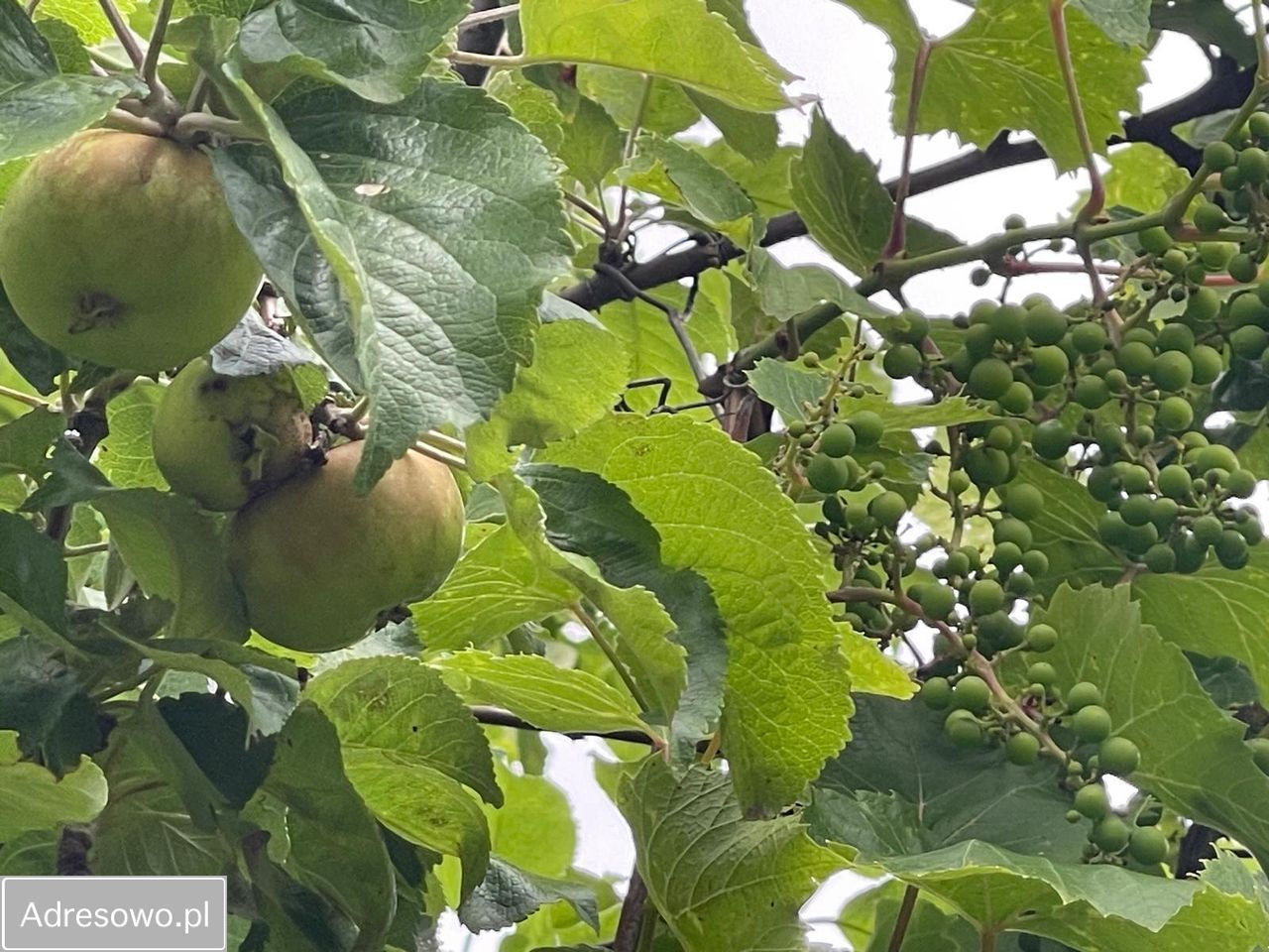 Działka rod Warszawa Włochy, ul. Ogrodników. Zdjęcie 8