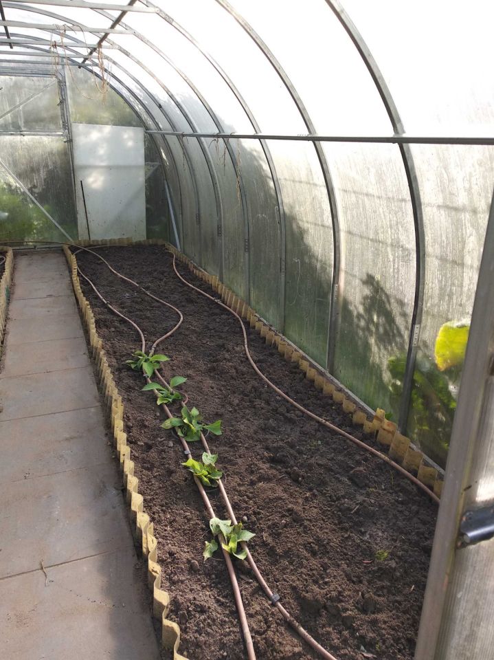 Działka rod Gdańsk Brętowo, ul. Wołkowyska. Zdjęcie 8