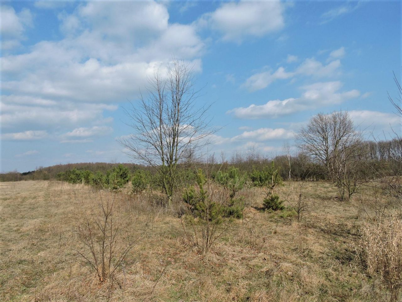 Działka rolno-budowlana Kępiaste. Zdjęcie 11