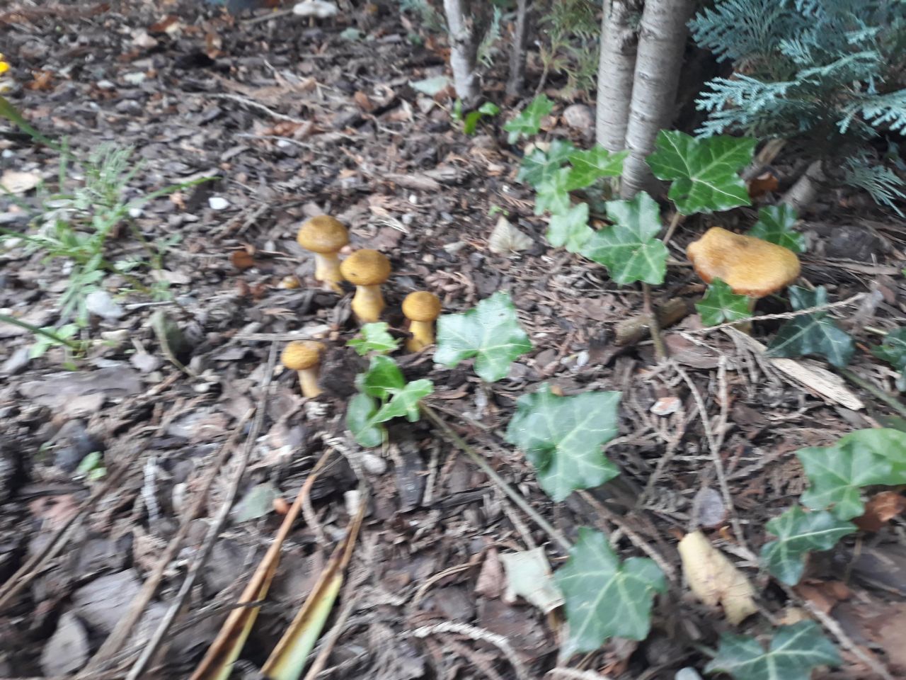 Działka rod Klikawa, ul. Ogrodowa. Zdjęcie 4