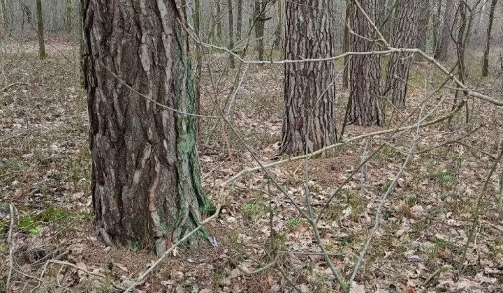 Działka leśna Bordziłówka