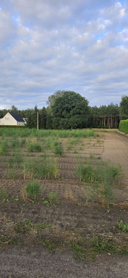 Działka budowlana Nowe Tłoki. Zdjęcie 1