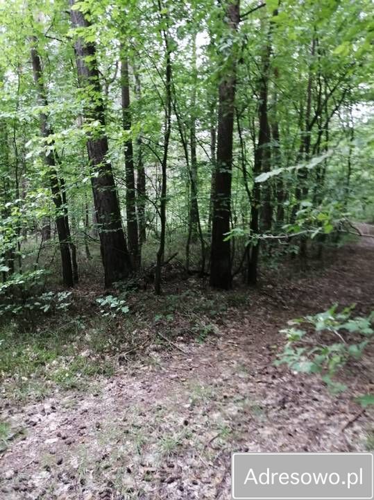 Działka leśna Korczówka. Zdjęcie 6