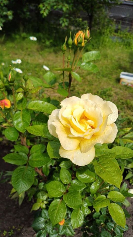 Działka rod Chełm. Zdjęcie 5