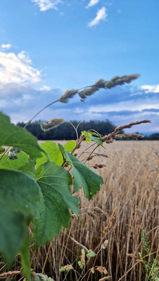 bliźniak, 4 pokoje Jachranka. Zdjęcie 35